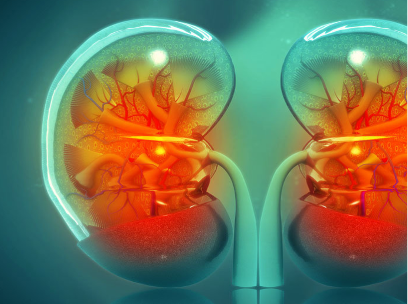 Significantly Advancing the World of Kidney Transplantation